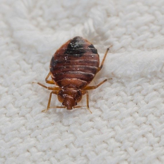 Bed Bugs, Pest Control in Westcombe Park, SE3. Call Now! 020 8166 9746