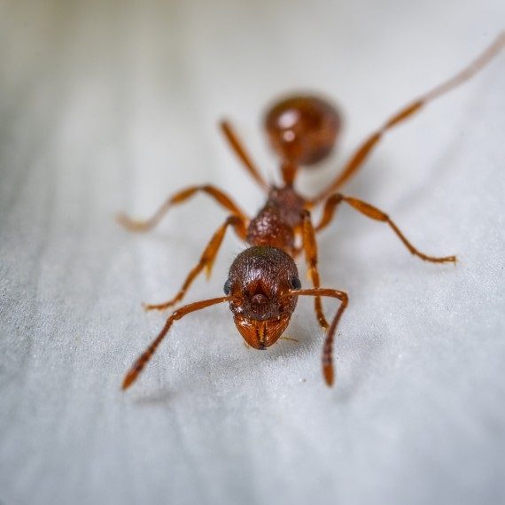 Field Ants, Pest Control in Westcombe Park, SE3. Call Now! 020 8166 9746