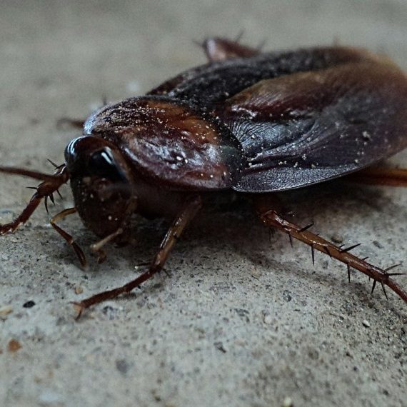 Cockroaches, Pest Control in Westcombe Park, SE3. Call Now! 020 8166 9746