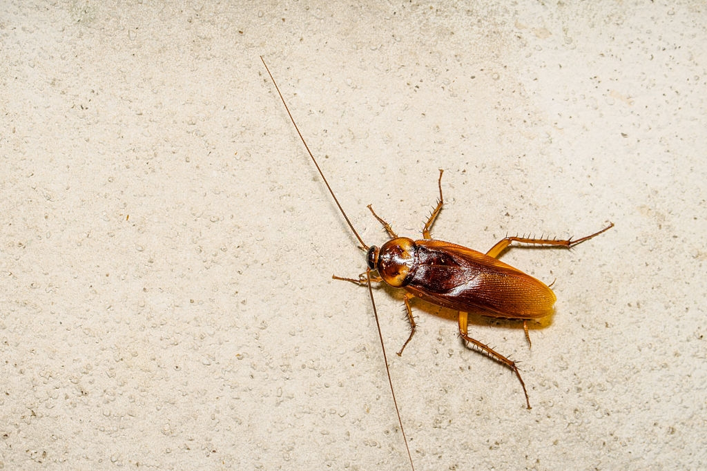 Cockroach Control, Pest Control in Westcombe Park, SE3. Call Now 020 8166 9746