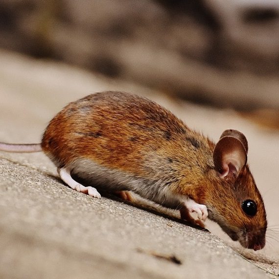 Mice, Pest Control in Westcombe Park, SE3. Call Now! 020 8166 9746