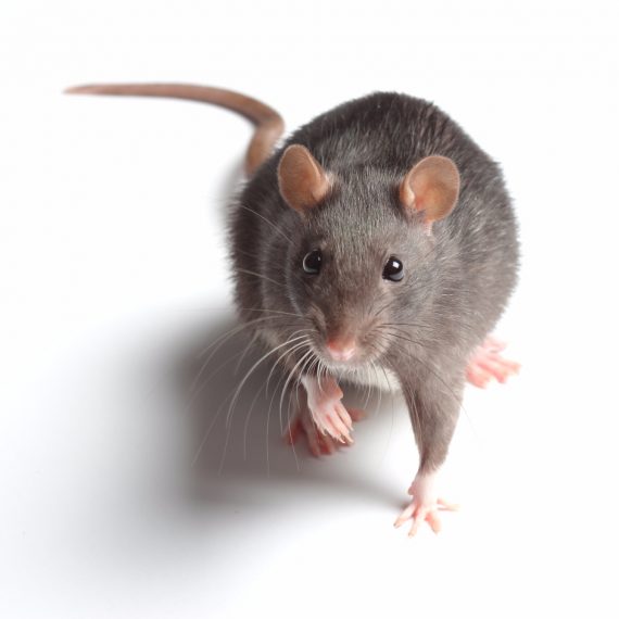 Rats, Pest Control in Westcombe Park, SE3. Call Now! 020 8166 9746