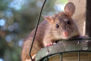 Rat Control, Pest Control in Westcombe Park, SE3. Call Now 020 8166 9746