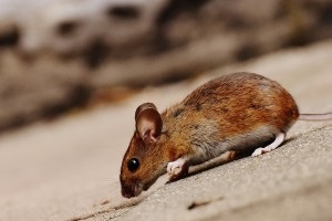 Mouse extermination, Pest Control in Westcombe Park, SE3. Call Now 020 8166 9746
