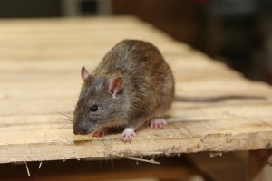 Rodent Control, Pest Control in Westcombe Park, SE3. Call Now 020 8166 9746