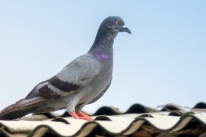 Pigeon Pest, Pest Control in Westcombe Park, SE3. Call Now 020 8166 9746