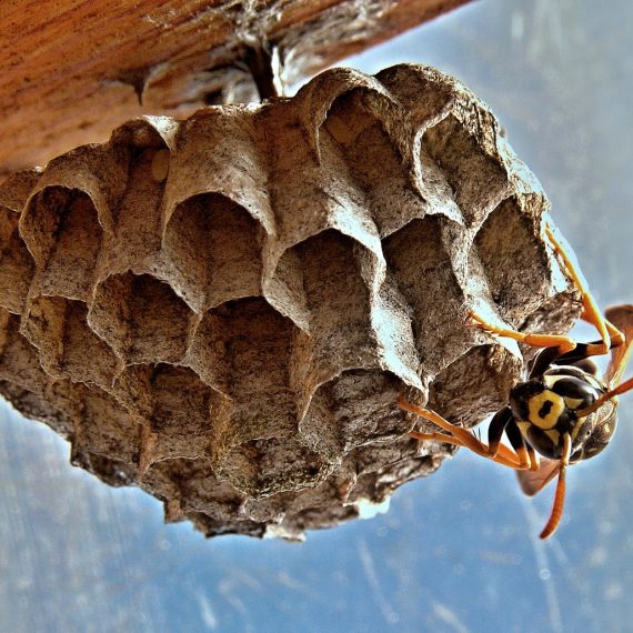 Wasps Nest, Pest Control in Westcombe Park, SE3. Call Now! 020 8166 9746